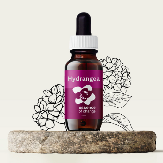 Hydrangea Flower Essence - Harmony