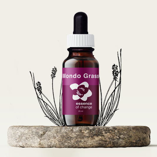 Mondo Grass Flower Essence - Energy & Focus